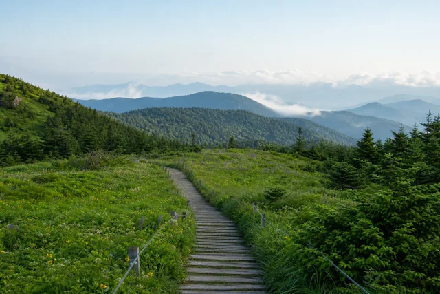 태백 만항재 야생화 산책로와 고산지대 풍경을 담은 여행 일러스트